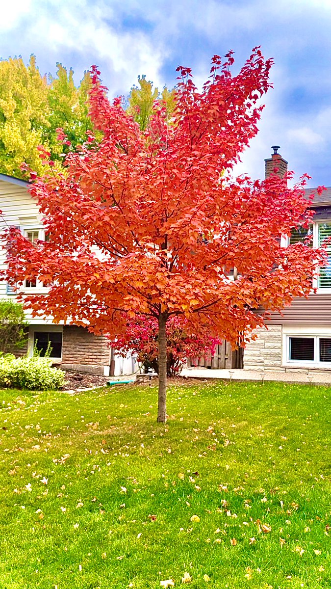 forevergame6's tweet photo. Please meet Fred. He is glorious and we love him. #TreesArePeopleToo #AutumnInOntario https://t.co/2rLlv9ZLuP