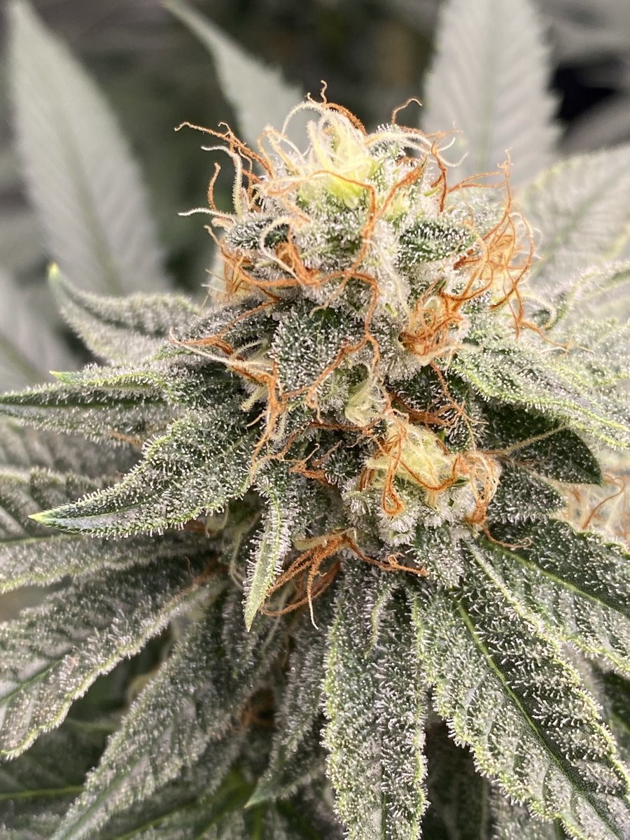 One of the prettiest I’ve grown.   Sugar Bomb Punch from <a href="/DutchPassion_/">Dutch Passion</a>