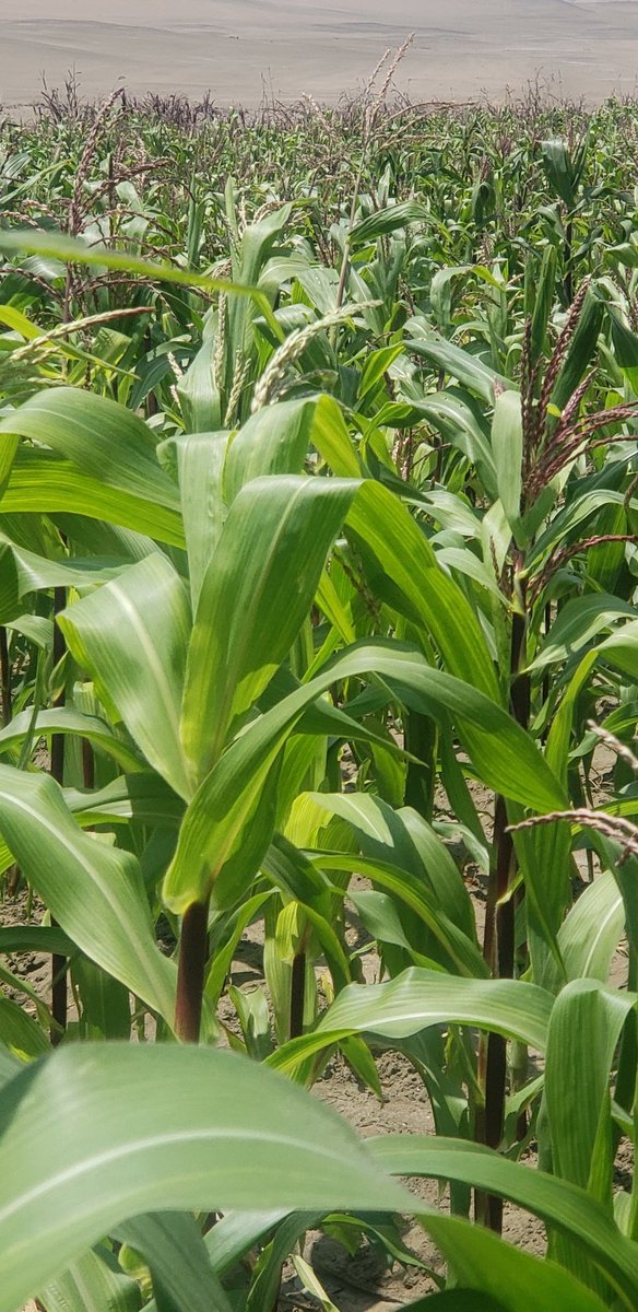 La agricultura necesita todo el apoyo del Estado. Debemos estar unidos sobre este tema, la seguridad alimentaria es vital.