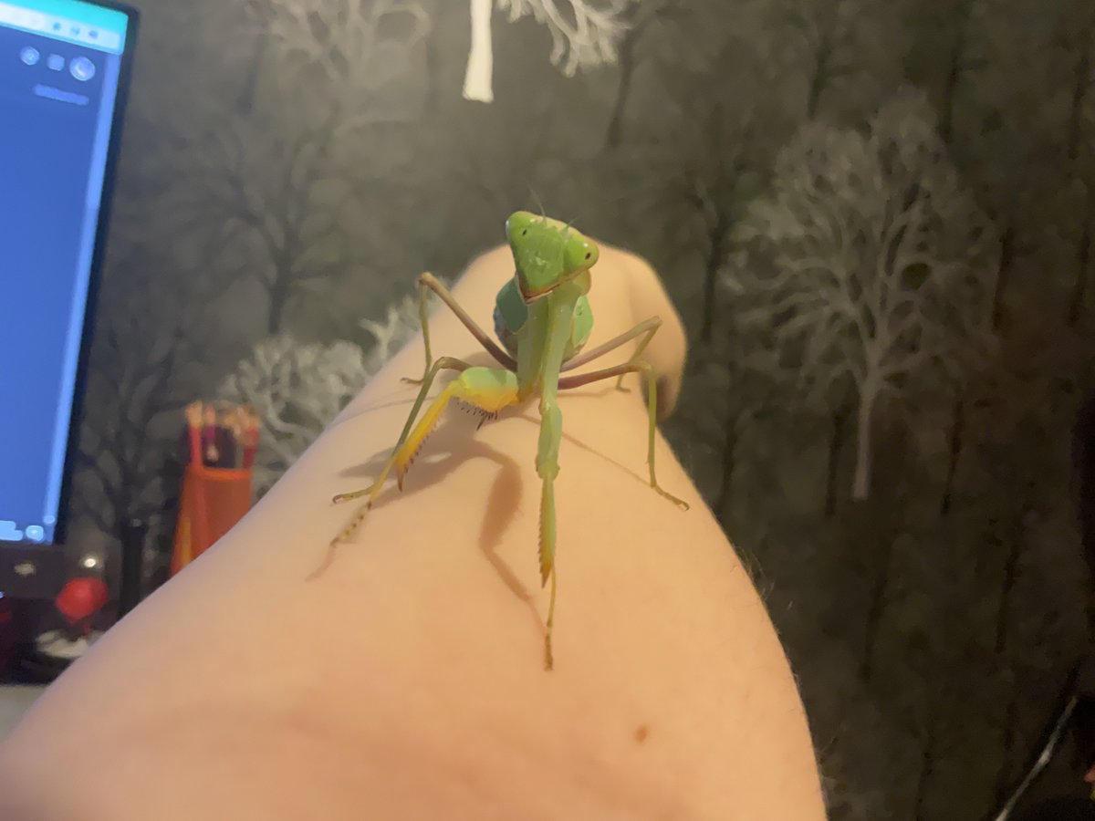 NettleKettle's tweet photo. @RespectfulMemes My little baby <3 https://t.co/RysMPfxdvl