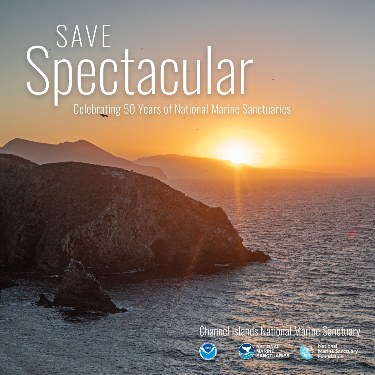 Join us in #SaveSpectacular and celebrate 50 years of marine sanctuaries this October 23rd! Our sanctuaries bring us closer to each other and to the ecosystems that uphold our communities and allow us to form lifelong connections with these places! @marinesanctuary  @sanctuaries