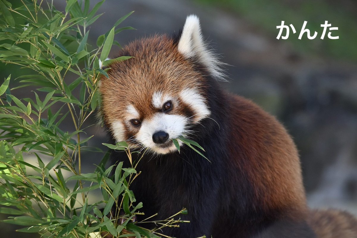 【レッサーパンダの「小百合(さゆり)」と「かんた」が11月に他園へ旅立ちます】
繁殖を目的として、小百合(メス、６歳)は札幌市円山動物園へ、かんた(オス、４歳)は鯖江市西山動物園(福井県)へ移動します。それぞれの送る会を開催しますので、ぜひご来園下さい。
city.akita.lg.jp/zoo/news/10088…