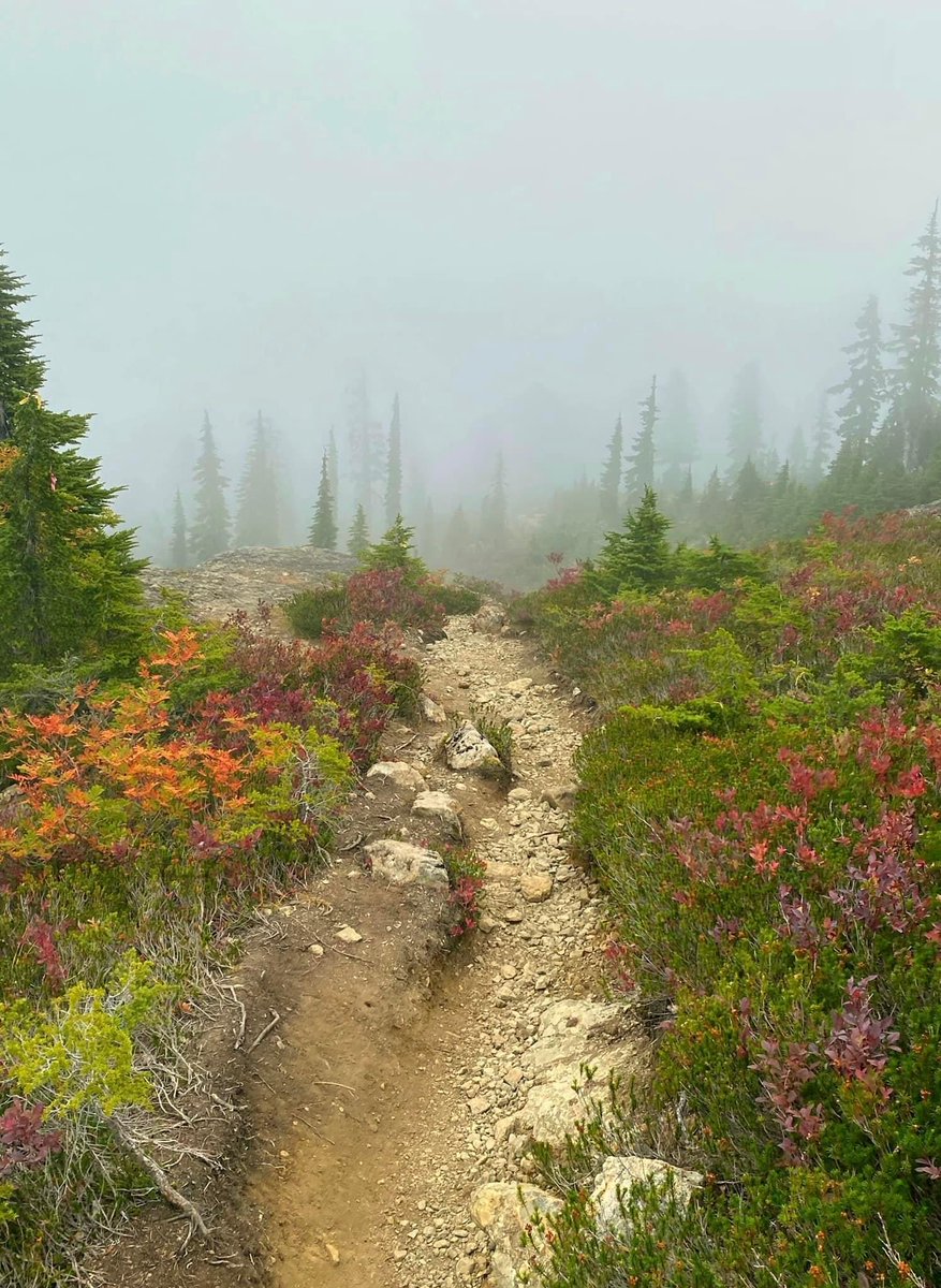 Into the fog… #trail #fog #nature