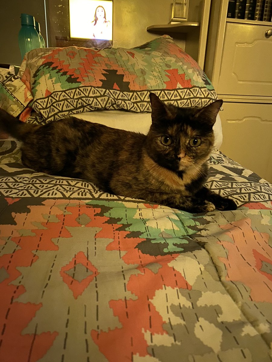 I’m watching TV with my hooman tonight! I love you all! ❤️❤️ #CatsofTwittter #CatsOnTwitter #cats #tortieclub #tortie