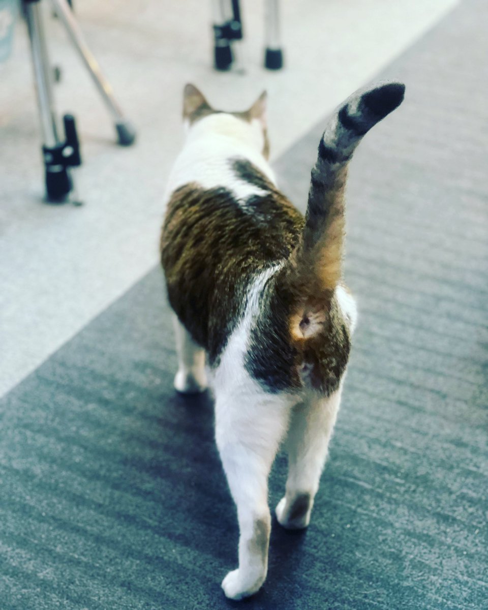 Stanleymarketcats tweet media