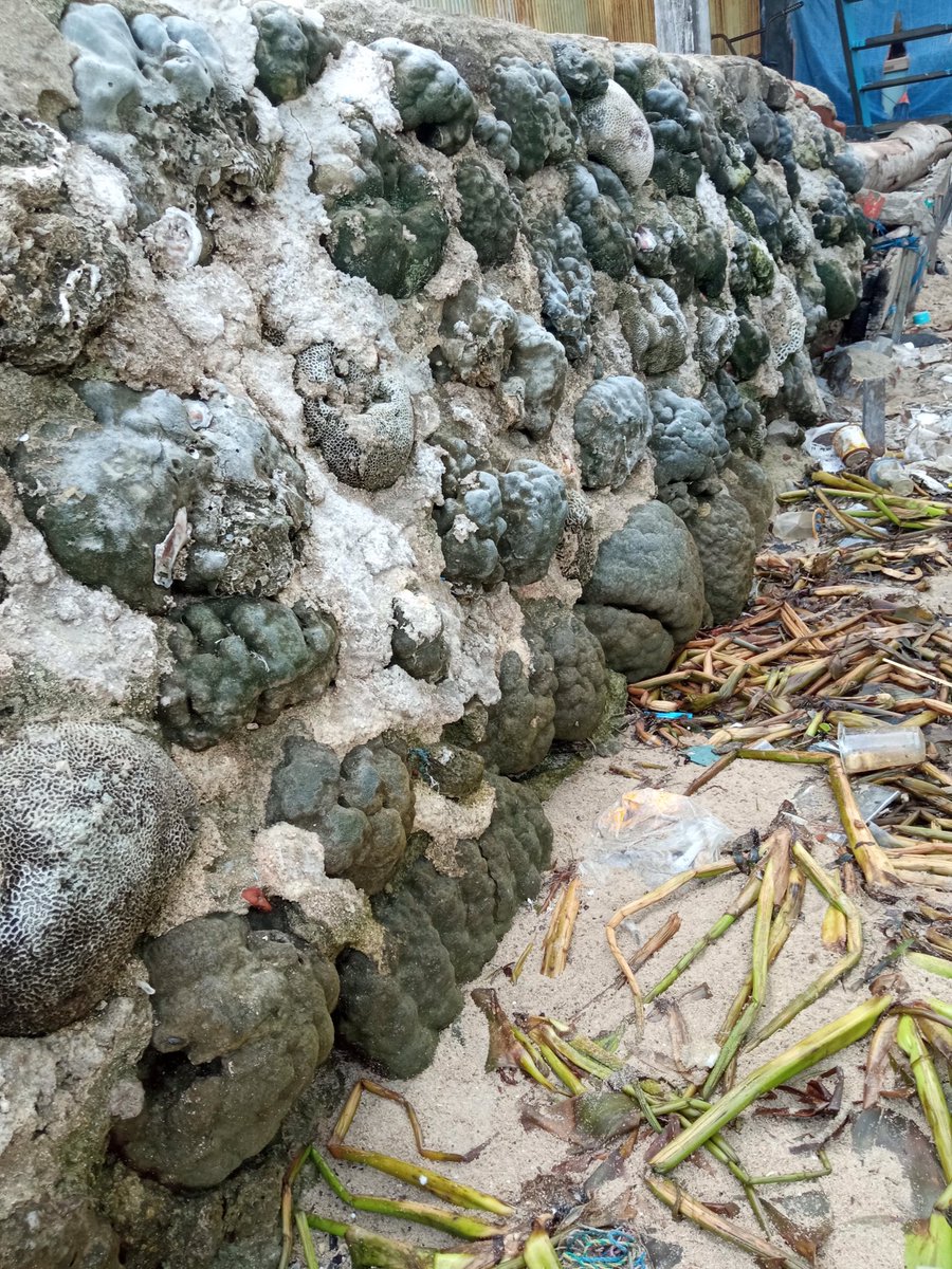 Leo Bertini tweet media