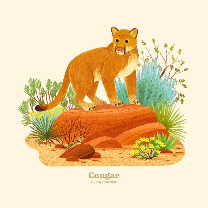 Cougar  they purr just like house cats. This Cougar is from the upcoming Wildlife Alphabet print series with  ! 