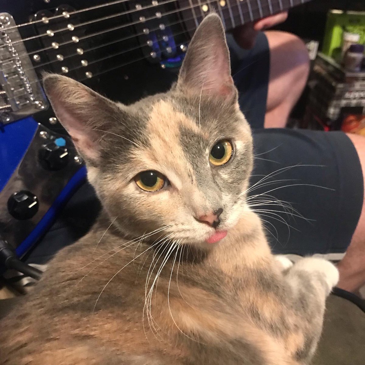 owlphabet's tweet image. Hahahah, the baby had a blep. #bleps #derpitydoodah #trixiebelleCalico #calicocats #derpcat
