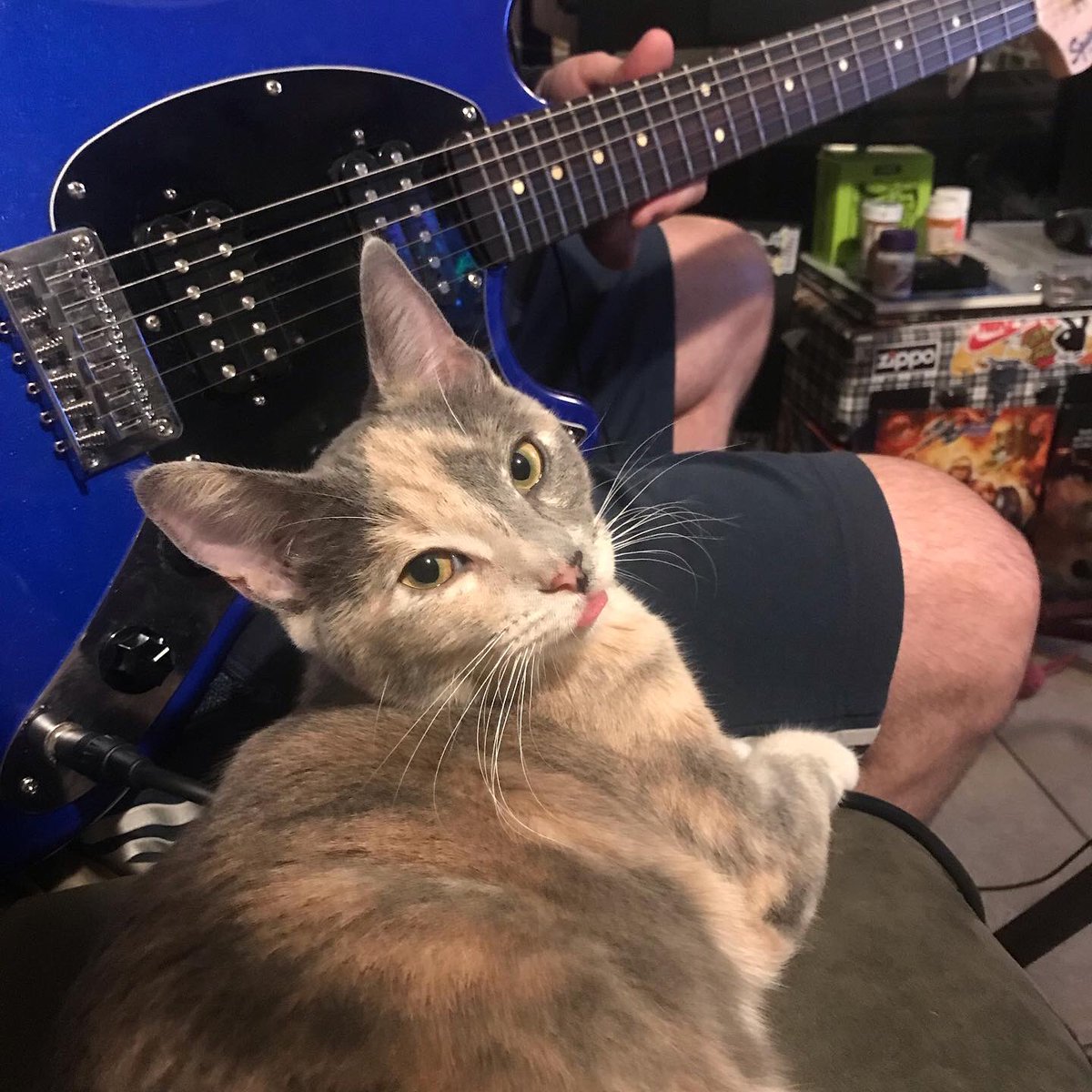 owlphabet's tweet image. Hahahah, the baby had a blep. #bleps #derpitydoodah #trixiebelleCalico #calicocats #derpcat