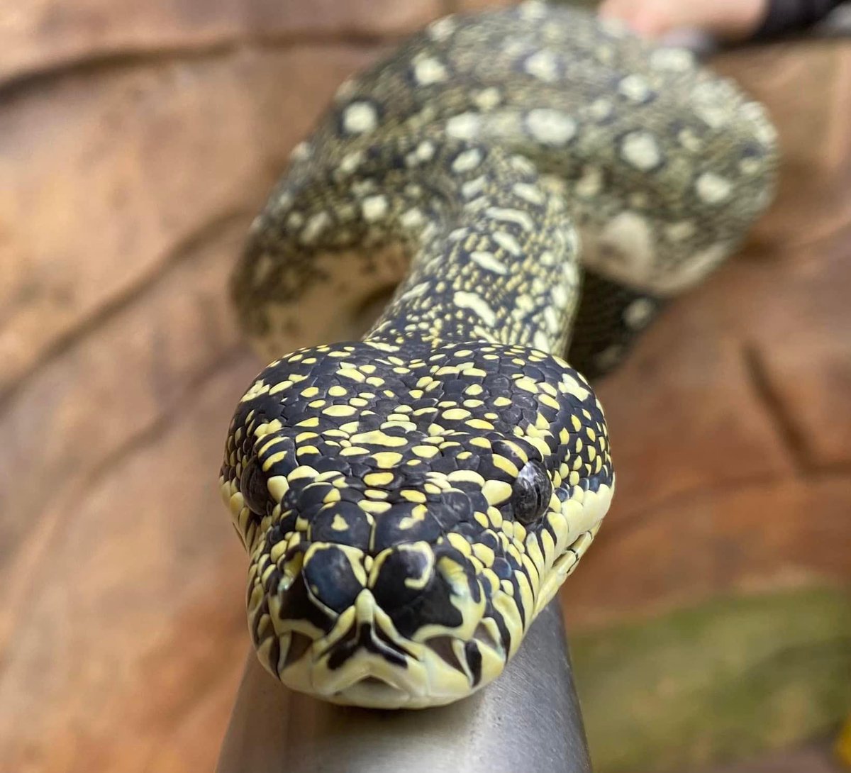 Happy Reptile Awareness day!! A day to celebrate our scaly friends while also bringing awareness to the threats that are facing these slithery creatures. Join us on our Insta stories today as we introduce some of our reptiles! #ReptileAwarenessDay #Snakes #Lizards