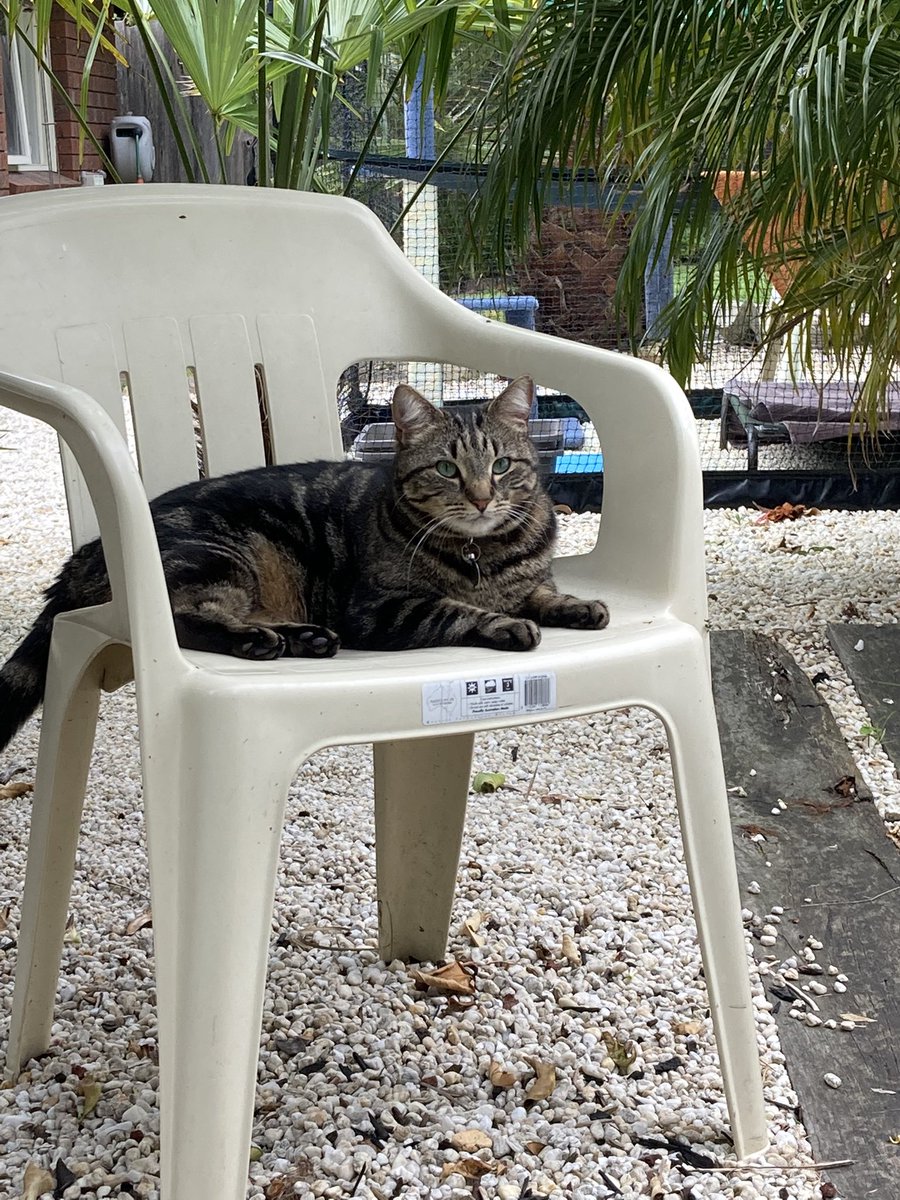 Lexi supervises the gardening whilst chilling to #Wilco 😻#happycathappylife #rescuecat #CatsofTwittter