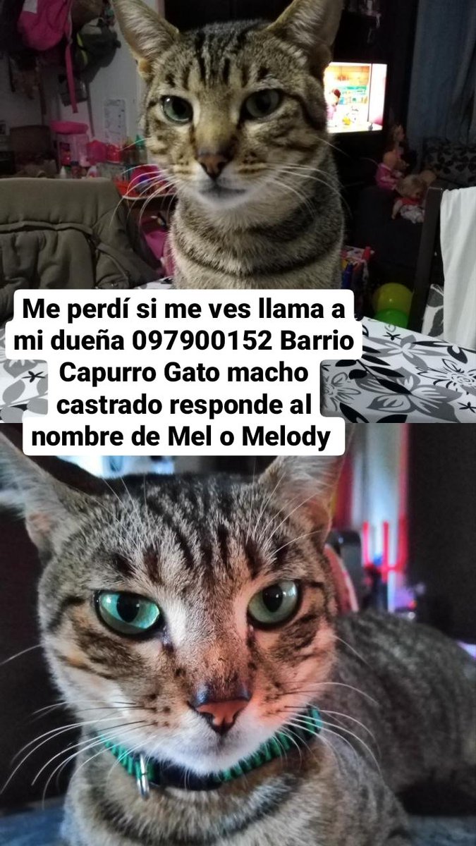 eamestoy's tweet photo. Si pueden dar una mano con RT, su humanita predilecta estará super feliz. ¡Gracias! https://t.co/ci2GcRhtTS