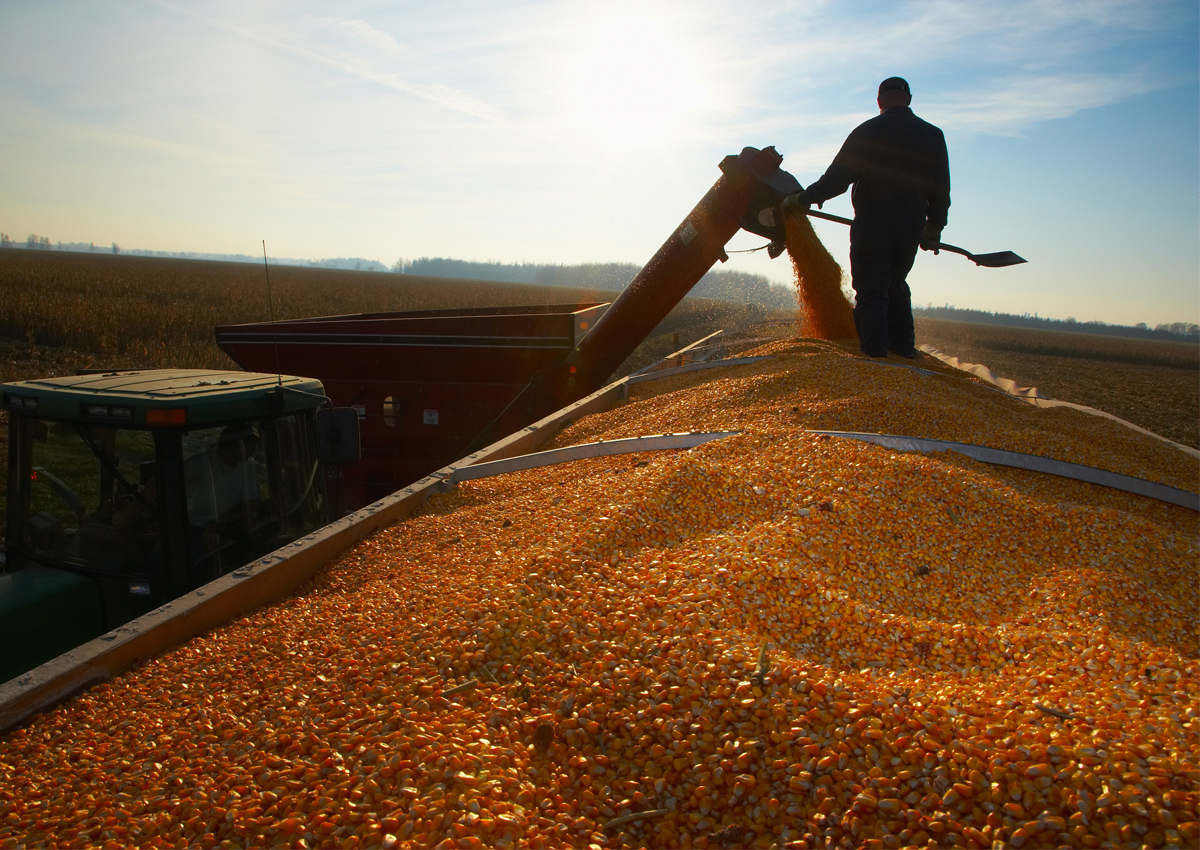 New research authored by Graham Brookes of PG Economics, found that since 1996, GM crops have increased global food, feed, and fiber production by nearly 1 billion tonnes. Read more details in Science Speaks: bit.ly/3gsJ0DC #GMcrops #cropbiotech