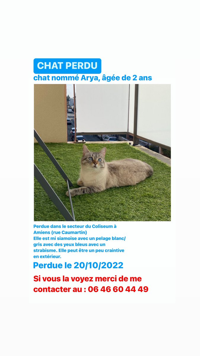 clairejnsn's tweet photo. j’ai perdu mon chat, les rt sont les bienvenues svppp https://t.co/ysFFASDO9f