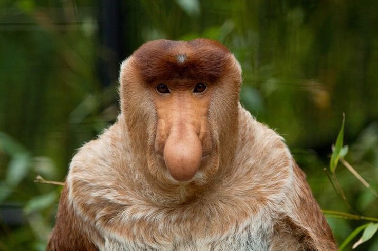 animalorbit's tweet photo. “The proboscis monkey or long-nosed monkey is an arboreal Old World monkey with an unusually large nose, a reddish-brown skin color and a long tail. It is endemic to the southeast Asian island of Borneo.”
- @Wikipedia 
#proboscismonkey #monkey #animal #jungle #dailymotivation https://t.co/DG11sOltmS