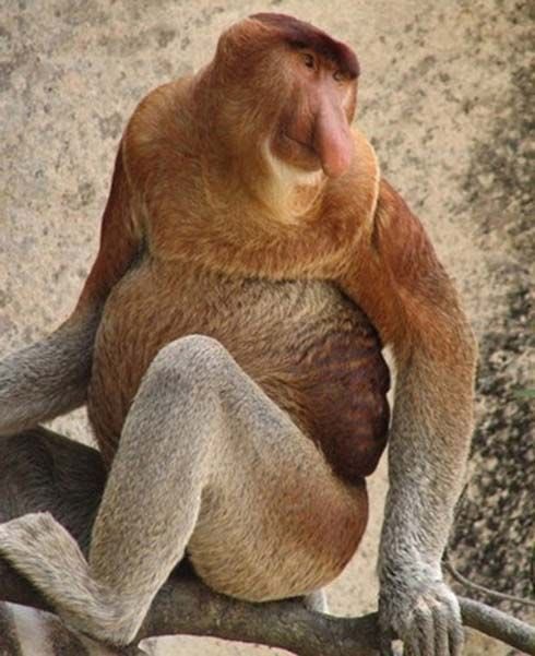 animalorbit's tweet photo. “The proboscis monkey or long-nosed monkey is an arboreal Old World monkey with an unusually large nose, a reddish-brown skin color and a long tail. It is endemic to the southeast Asian island of Borneo.”
- @Wikipedia 
#proboscismonkey #monkey #animal #jungle #dailymotivation https://t.co/DG11sOltmS