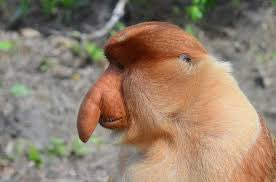 animalorbit's tweet photo. “The proboscis monkey or long-nosed monkey is an arboreal Old World monkey with an unusually large nose, a reddish-brown skin color and a long tail. It is endemic to the southeast Asian island of Borneo.”
- @Wikipedia 
#proboscismonkey #monkey #animal #jungle #dailymotivation https://t.co/DG11sOltmS