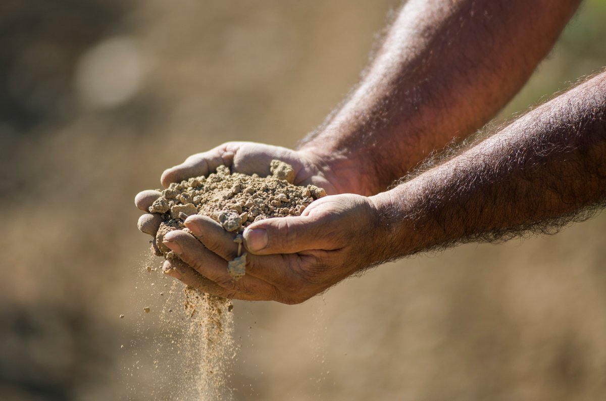 RaventosiBlanc's tweet image. [SOILS🐚]
We take care of our soils with maximum respect because they nourish our #vines
Unique soils of clay on bedrock, and limestone with a large quantity of #marinefossils from one of the valleys with more #viticultural history of the world, #ConcadelRiuAnoia.