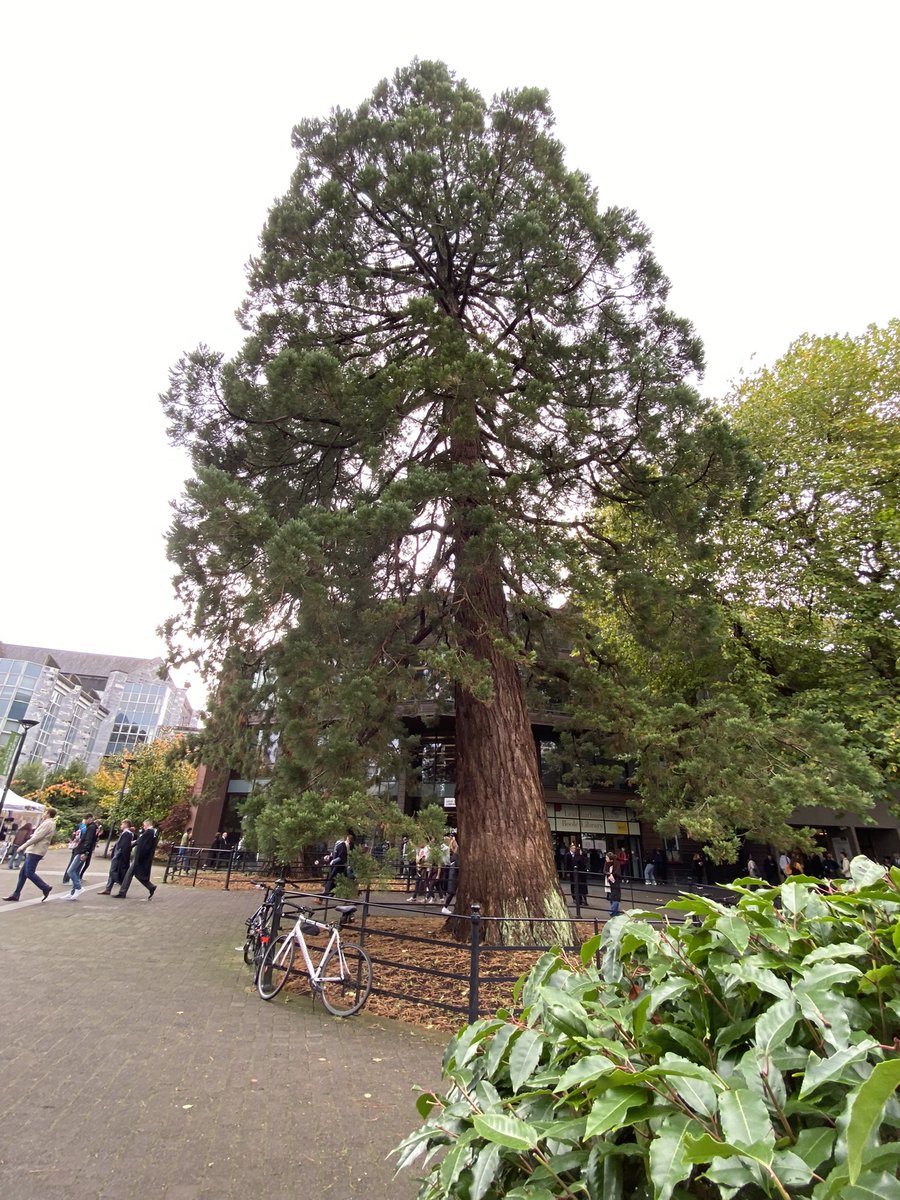 DeasyPamela's tweet photo. Every day is a learning day as they say!📖 #treespotting 🌳yesterday and a lovely stroll around campus @UCC and it is a toss between the willow and the sequoia #maturestudent 👩🏼🎓 #studentlife #livinglifeaftercancer https://t.co/9IuF2VdJq0