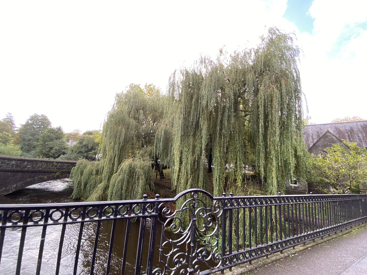 DeasyPamela's tweet photo. Every day is a learning day as they say!📖 #treespotting 🌳yesterday and a lovely stroll around campus @UCC and it is a toss between the willow and the sequoia #maturestudent 👩🏼🎓 #studentlife #livinglifeaftercancer https://t.co/9IuF2VdJq0