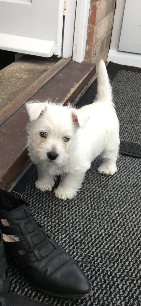 SharonGledhill's tweet image. This is Luna on her very first day at home 🐾💖 #dogsoftwitter #firstdayhome
