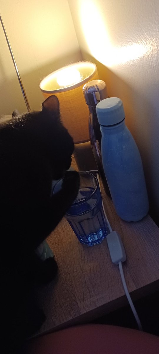 LifeastheGinge1's tweet photo. Sneaky Loki, neglecting hedgewatch duties to drink from mums water glass 😱😱 @Hedgewatchers https://t.co/rnEdLCLsbu