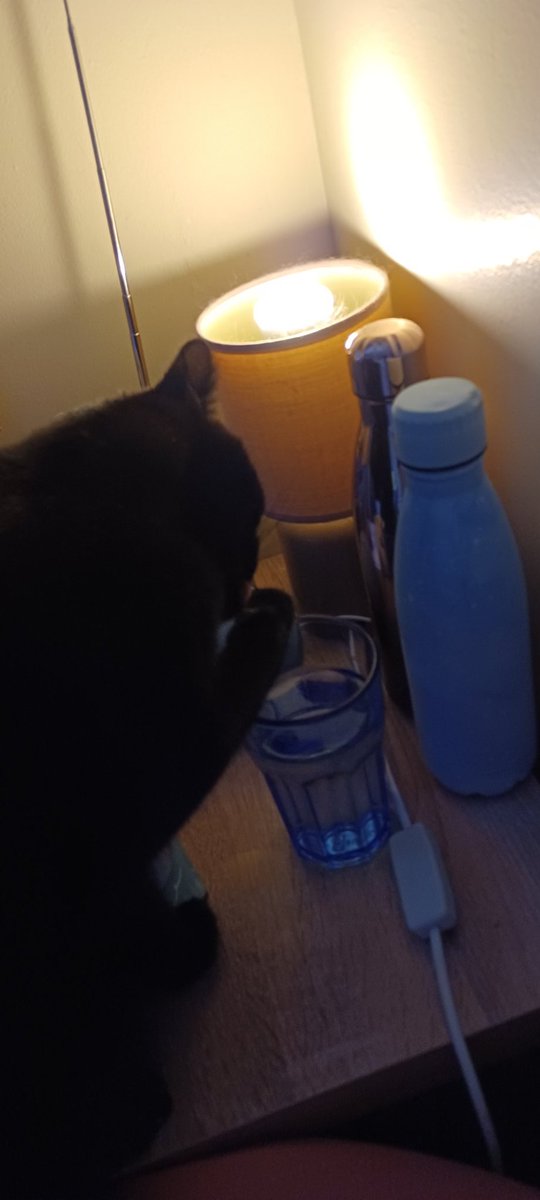 LifeastheGinge1's tweet photo. Sneaky Loki, neglecting hedgewatch duties to drink from mums water glass 😱😱 @Hedgewatchers https://t.co/rnEdLCLsbu