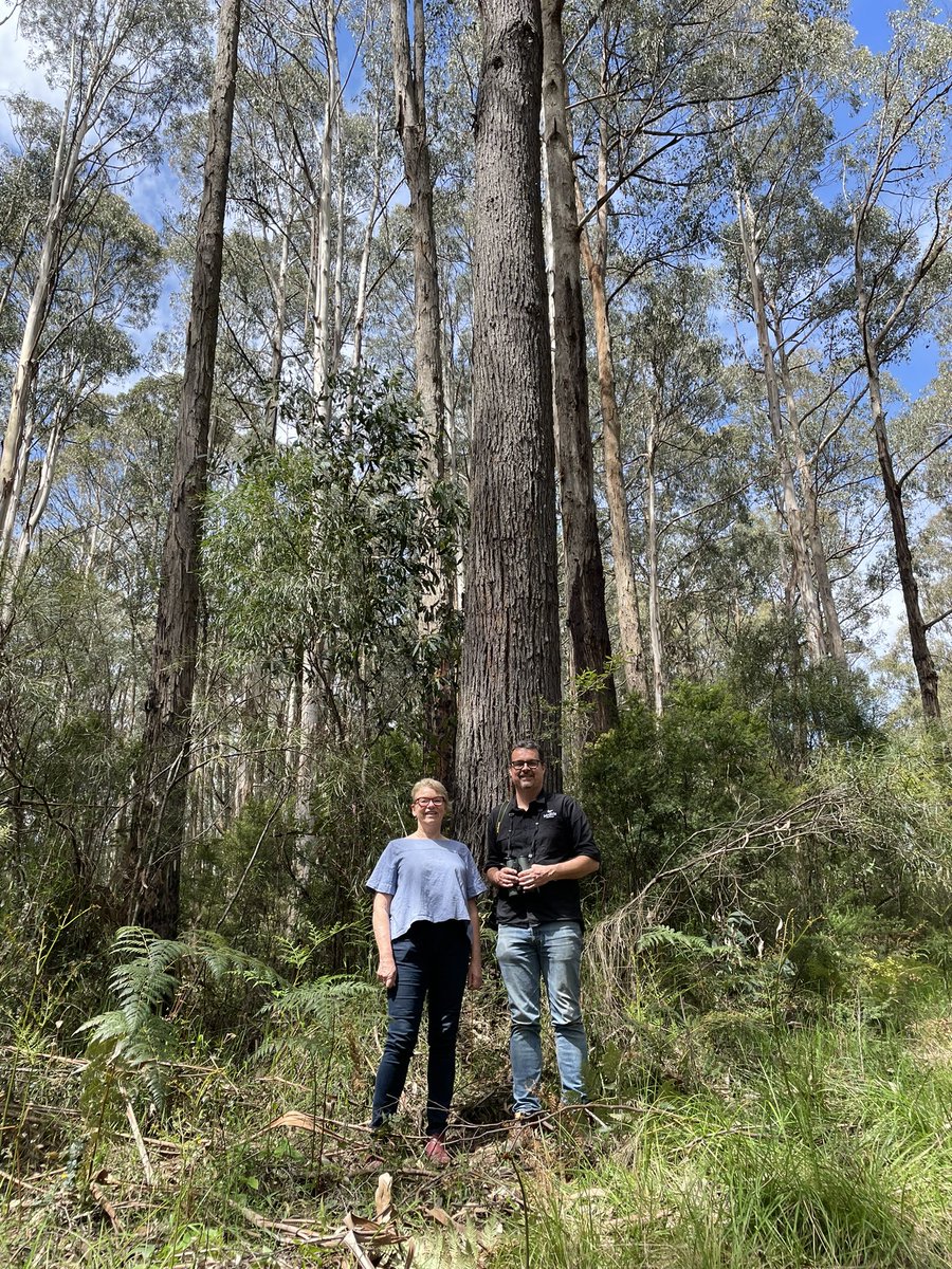 The birds in the #AussieBirdCount I did with Senator @janet_rice today in a native forest earmarked for logging were so good we did a second survey further up the track. A combined 74 birds of 19 species that wouldn’t just be able to ‘move somewhere else if their home was logged