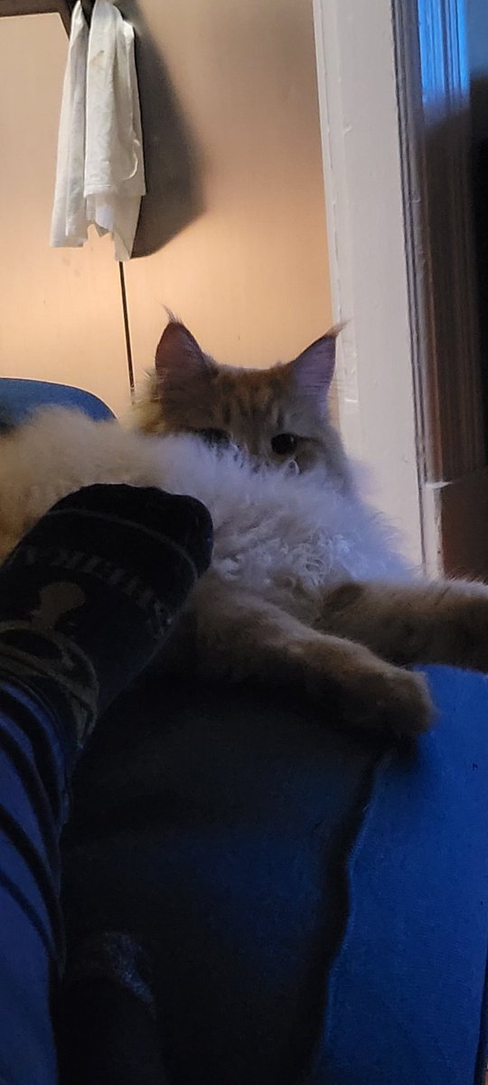 He glares over his massive floof. My foot has deeply offended him.