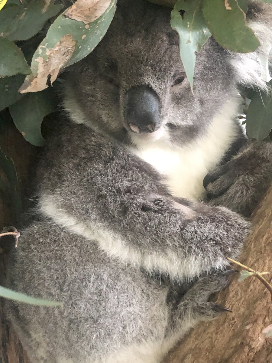 BALLARATWLIFE's tweet photo. Little Alfie is still recovering from her eye injury. She is just taking it easy at the moment. https://t.co/yTAIUgt8Xy