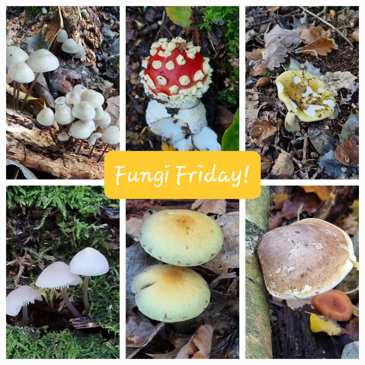 stop_steeraway's tweet photo. It's Fungi Friday! πππ
So many varieties to see around the area.
Look down πβ¬οΈ
#fungifriday #fungus #Wellington #Telford #Shropshire #Wrekin #Limekilnwoods #strategiclandscape #ancientwoodland #AONB #ShropshireHillsAONB https://t.co/YsYaviW9kc