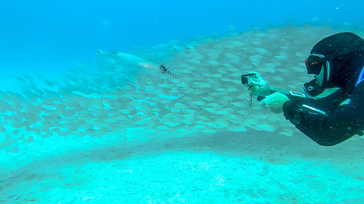 BlueOceanDiving's tweet photo. Say cheese! https://t.co/OJRPTl5AoM