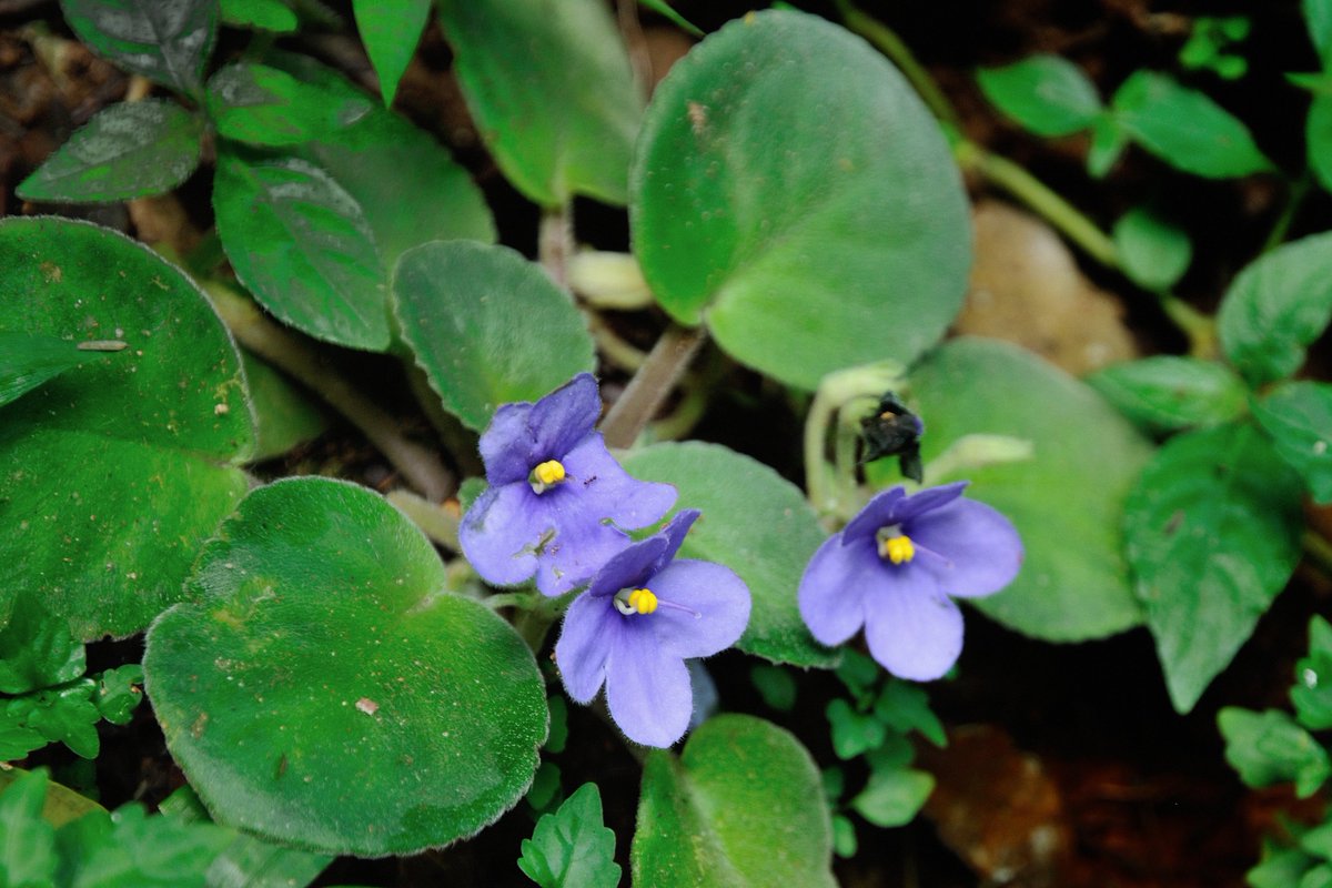 UluguruR's tweet photo. unique flowers,Afrikan violet@saintpaulia goetzeniana
Uluguru Nature Forest Reserve,Morogoro-Tanzania https://t.co/uXGaQPqGrr