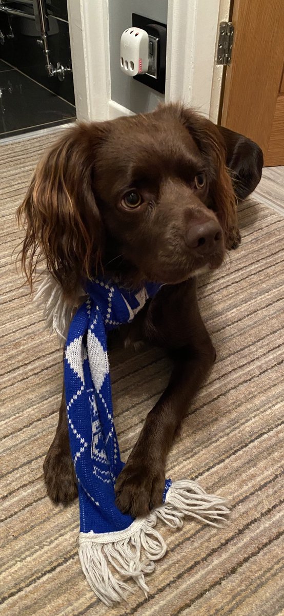 Arthur showing his support @TranmereRovers #SWA