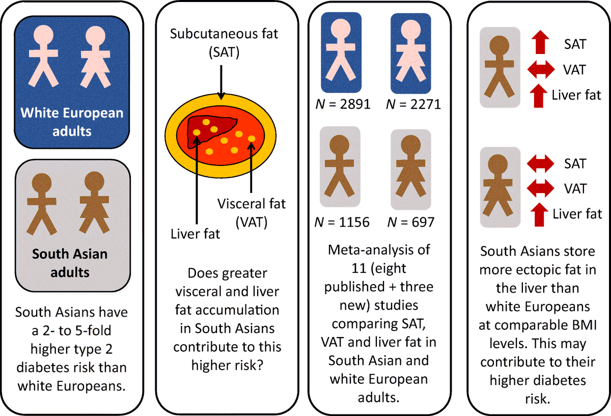 DiabetologiaJnl's tweet photo. New meta-analysis shows that South Asians store more ectopic fat in the liver than white Europeans at comparable levels of BMI. This may contribute to their higher risk of developing type 2 diabetes. @JasonGill74 #T2DM #BMI https://t.co/ewM61agNLD 🔓 https://t.co/QL9wyssYw9