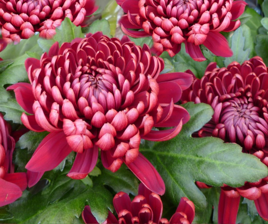If you're looking for autumnal garden interest, Chrysanthemums could be the choice for you!🌸 Bringing fresh vibrancy to beds and borders, just as the summer starts to fade, Chrysanthemums come in a huge variety of colours...
#flowersonfriday #flowerphotography #plantoftheday