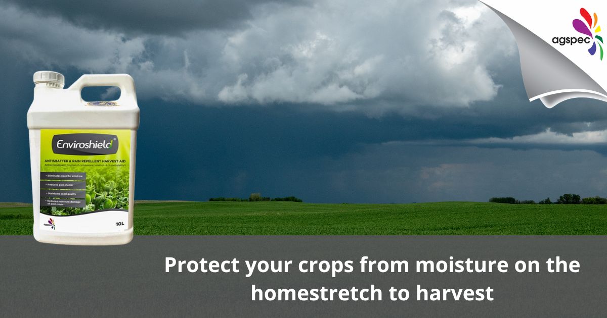 AgspecAus's tweet photo. ☔Protect your crops from moisture in the homestretch to harvest 🚜 Apply #Enviroshield® #rainrepellent to reduce #podshatter and seed loss in #pulses and #canola. 👉 https://t.co/uv3vxXkPhA
#Agspec #cropsolutions #lentils https://t.co/byJTkFF2Xc