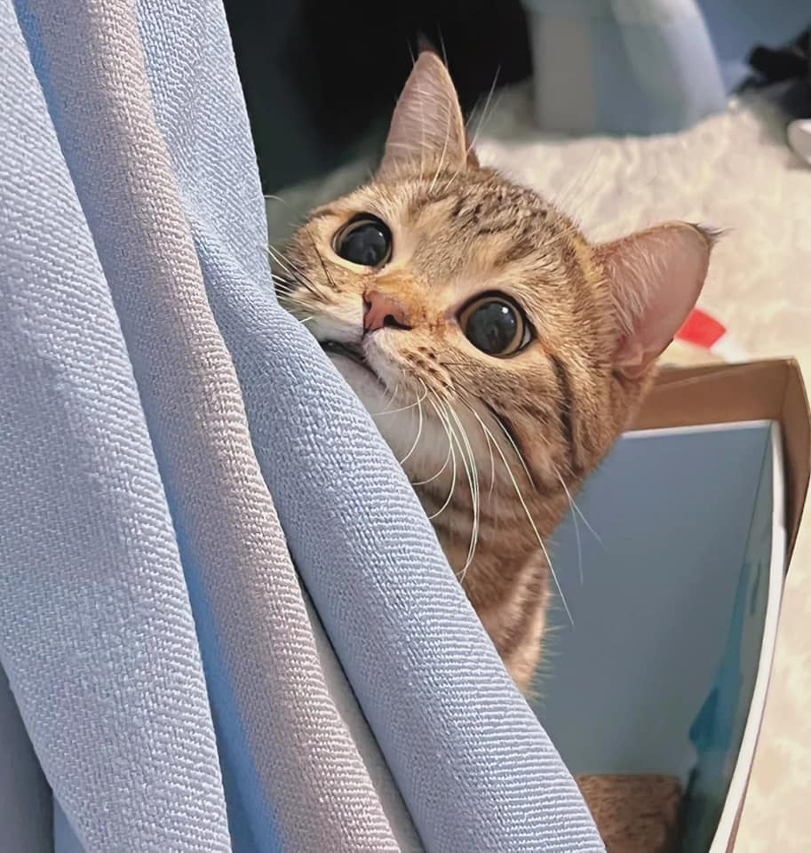 Take_Meow_Hand's tweet image. 😏