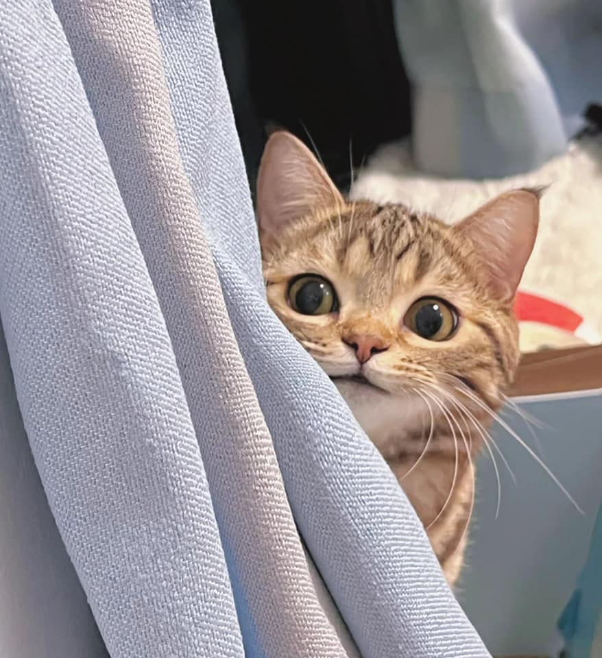 Take_Meow_Hand's tweet image. 😏