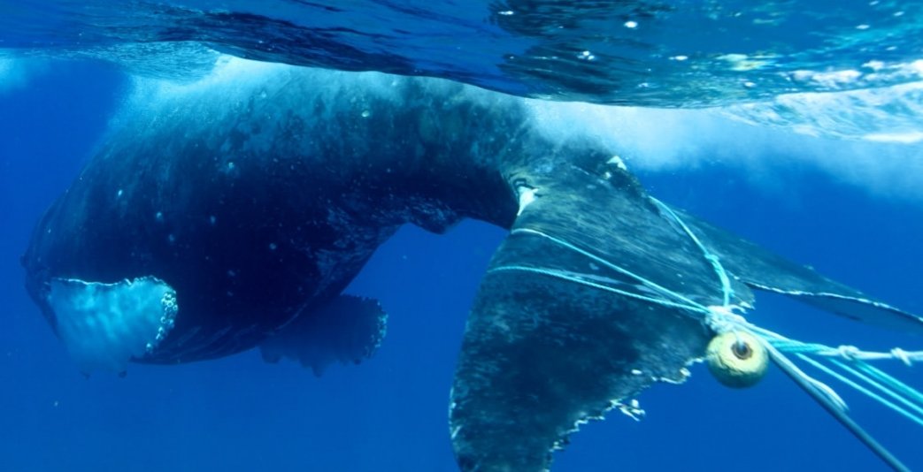 dolmansarahj's tweet photo. Resolution on Plastic passed! Congratulations to EU, India, Korea, Panama, UK &amp; US. This confirms plastic is a priority for @iwc_int It's adoption should enable work to prevent entanglement &amp; ingestion of plastics &amp; reduce cetacean suffering #IWC68 #FishingGear
📷 Ed Lyman, NOAA https://t.co/lLGaLD7zJU