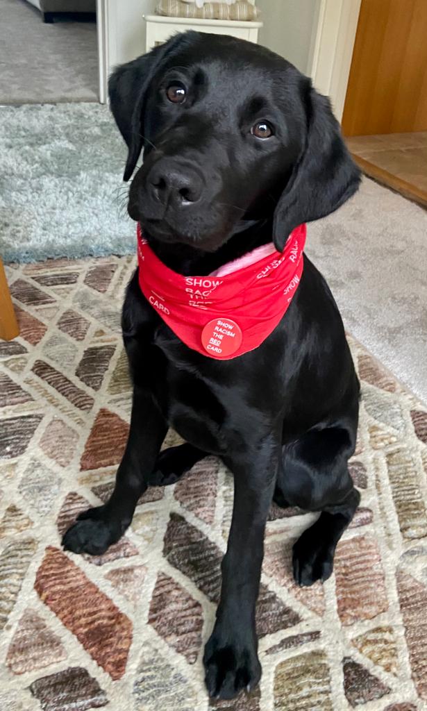 GedGrebby's tweet photo. It is WEAR RED Day!   
Help us trend by tweeting your pics 10.30 to 12.30: #WRD22 #ShowRacismtheRedCard
@SRtRCScotland @theredcardwales @SRTRC_England https://t.co/zMJzW2sLXV
