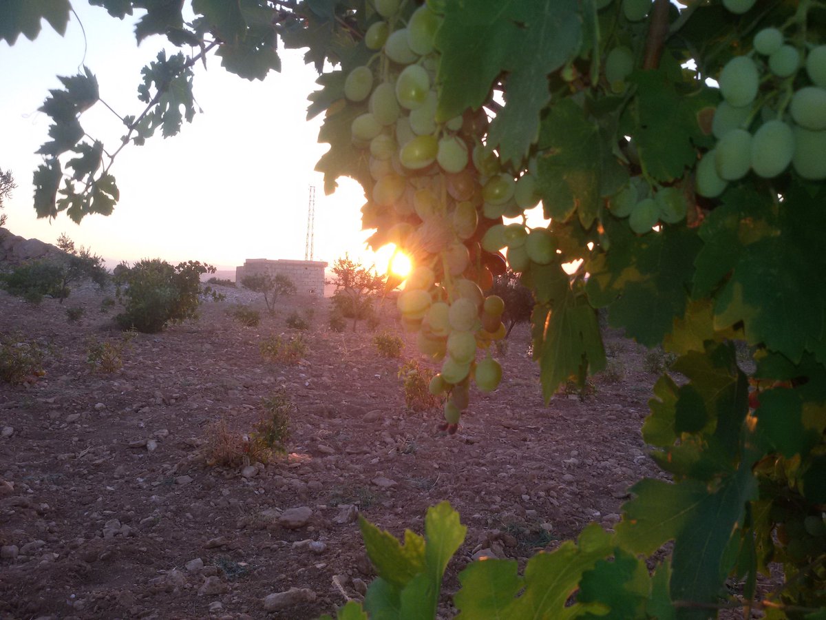 فارس النور #لا_تسامح tweet media