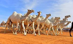 FFFFFFFF4444444's tweet photo. @QCamelMC #مسابقة_جزيلات_العطا 
العملاق 
ملك/ مقعد فهد الدوسري

@eshak_wail https://t.co/YaNYc42UGZ