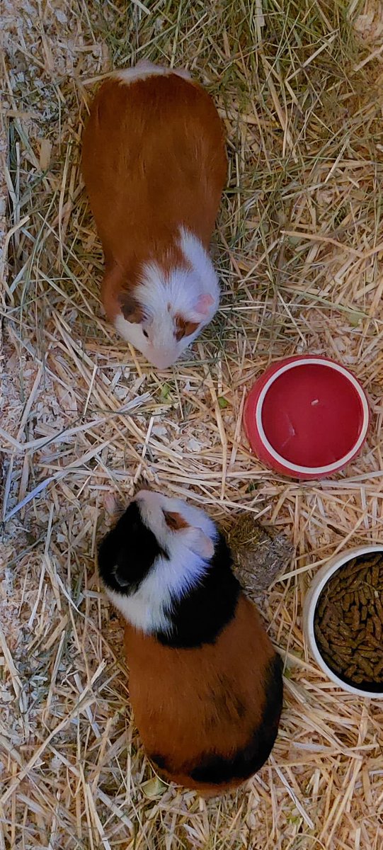 Tacitussi's tweet photo. Guten Morgen, das sind Punky und Flauschi meine Gesellschafter in den nächsten Tagen. Sind das nicht schöne #meerschweinchen …? Hoffentlich komme ich gut über, mit dem Rad. 

Kommt auch gut ins Wochenende

#meeries 
#youneverwalkalone 
#frankfurtichmagdich https://t.co/OKEDCqVhoy