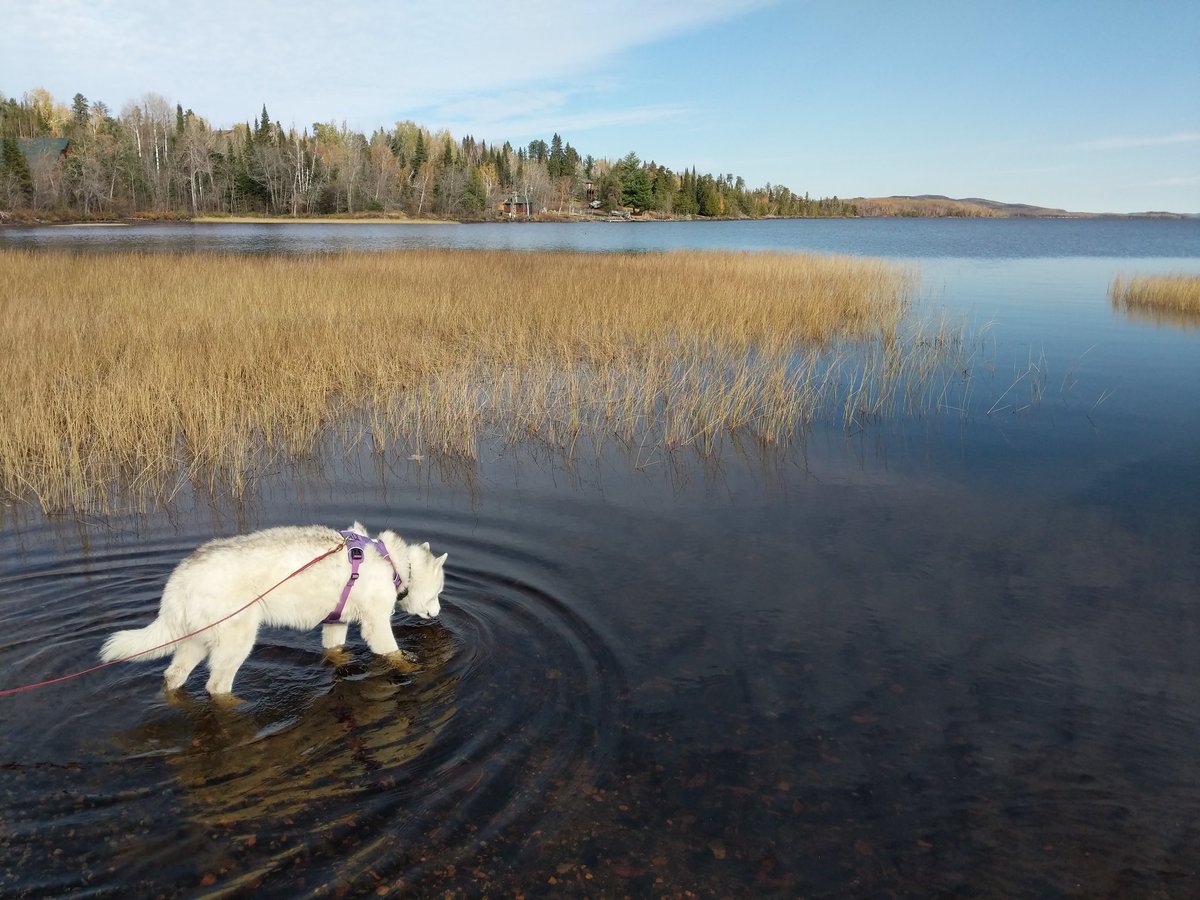 paws2trail's tweet photo. And finally back to the Cross River and Gunflint Lake, where the county has rebuilt the road and bridge across (which was flooded in the spring melt last May). https://t.co/Wt2MCTRPG7