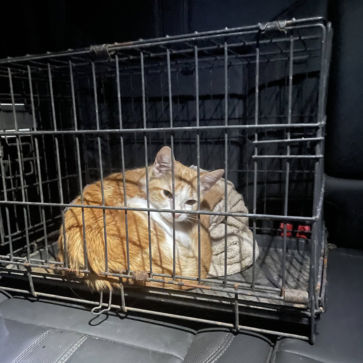 about to rename this kitten Mazda or smthn bc istg i could have bought a car for the emergency vet bills he’s provided me with 💀

(i regret nothing)