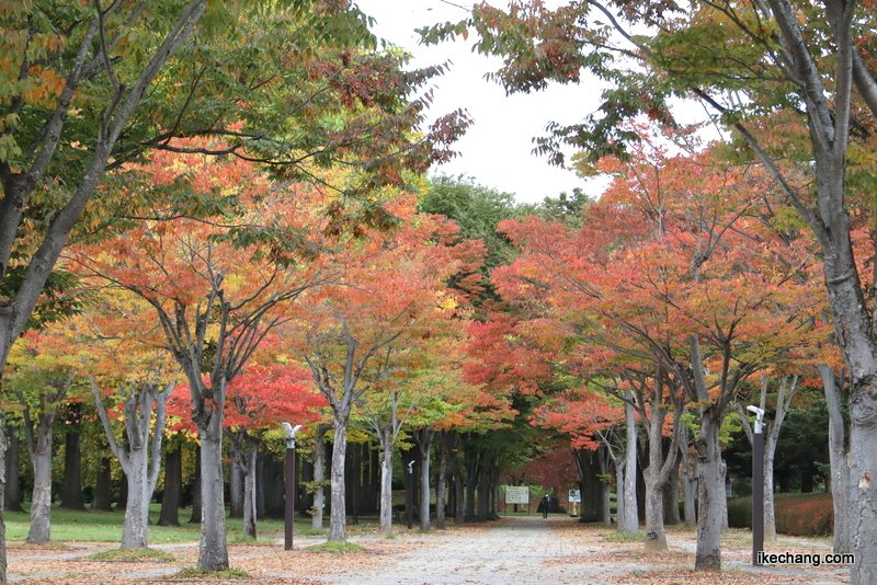 ikechang_com's tweet photo. 山形県総合運動公園のきのうの様子をどうぞ。イチョウ並木は、J1昇格プレーオフをかけた大一番 #モンテディオ山形×#徳島ヴォルティス が行われる今週末が見頃になりそうです

#天童 #天童市 #山形 #山形県 #山形県総合運動公園 #イチョウ #NDスタ #紅葉 #黄葉 #紅葉狩り #もみじ狩り #montedio #vortis https://t.co/UzNWc5Omgg