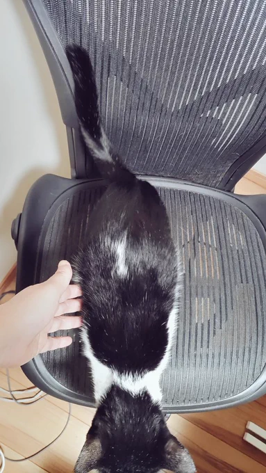 ねこのつやめき 