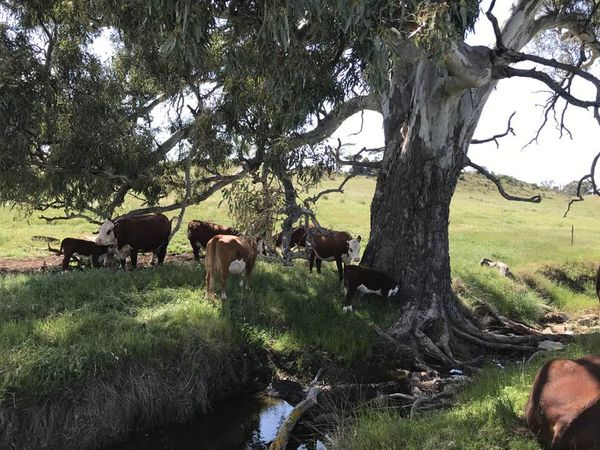 888Enterprises's tweet photo. Checking cows and calves this morning was pretty easy under the shade of a gum by the creek. https://t.co/KYEn9R9Ras