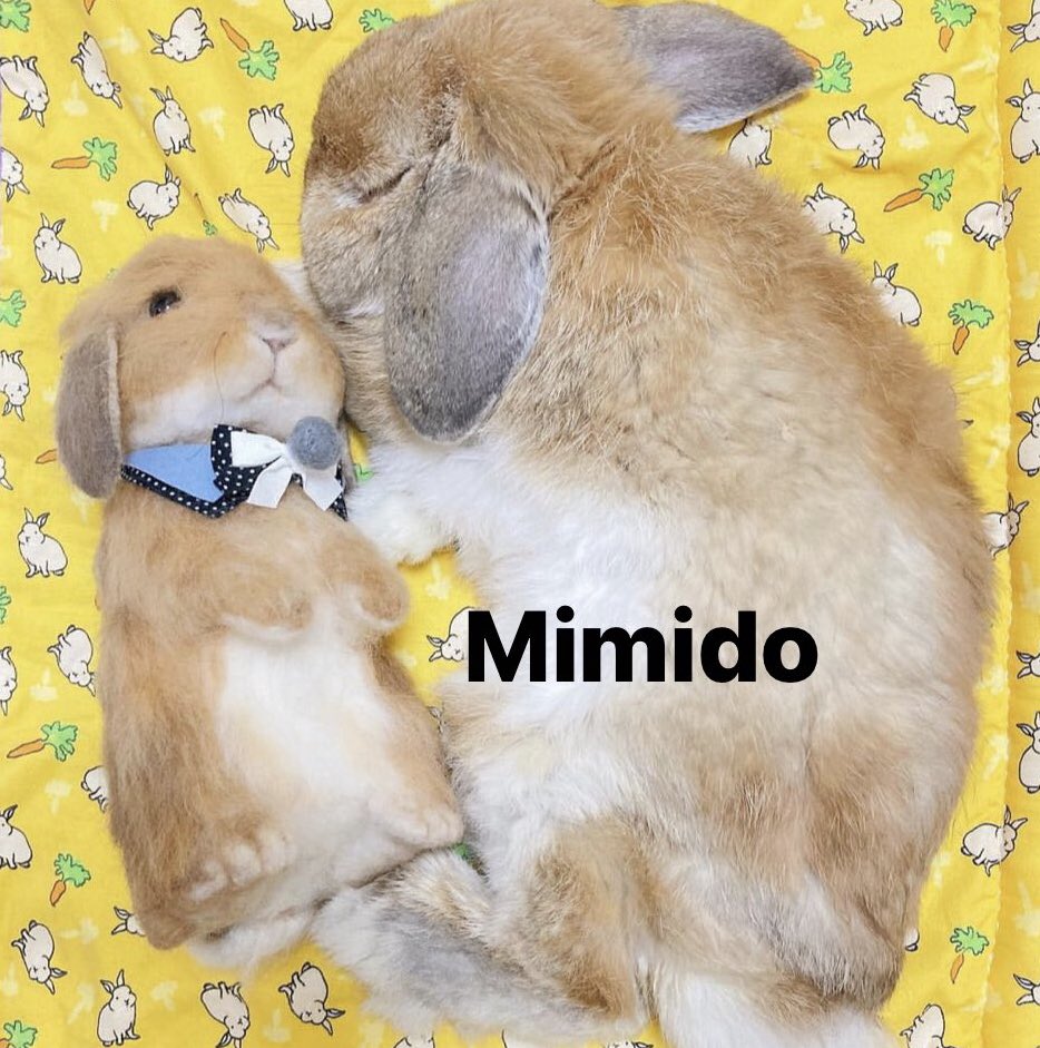 wolfertake's tweet image. Buenas noches 🌙